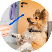 Dental Care Essentials for Pets