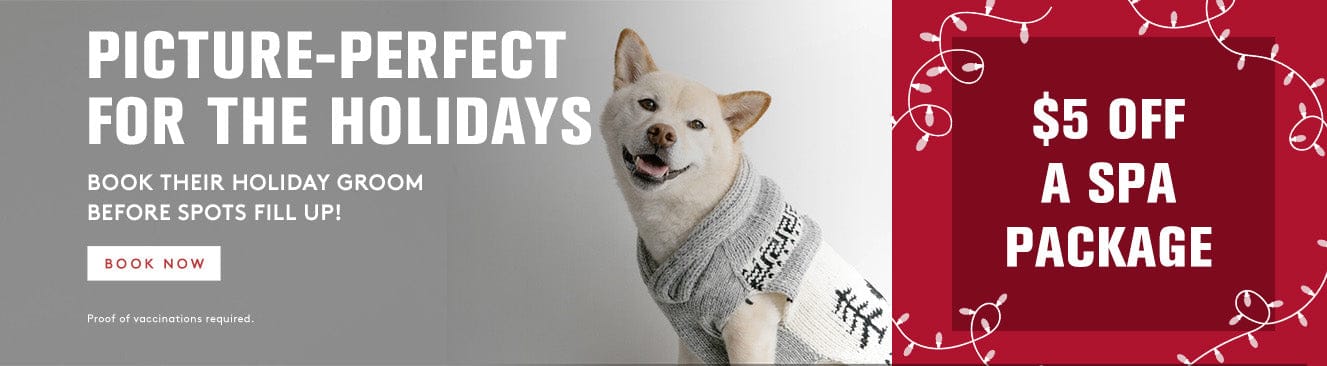 Promotional banner for holiday grooming services with a dog wearing a sweater.