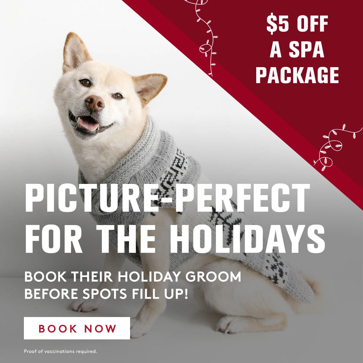 Dog wearing a sweater with promotional text for a spa package offer on a white and red background